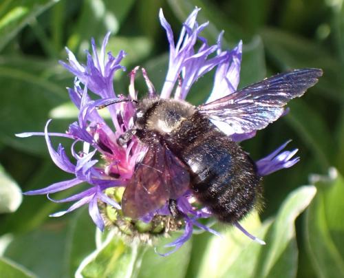 Xylocopa violacea